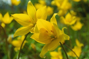 Tulp Sylvestris